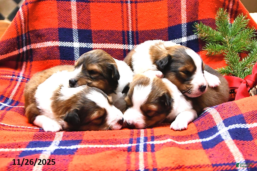 Shetland Sheepdog dogs for sale: Cookie - Ad 6