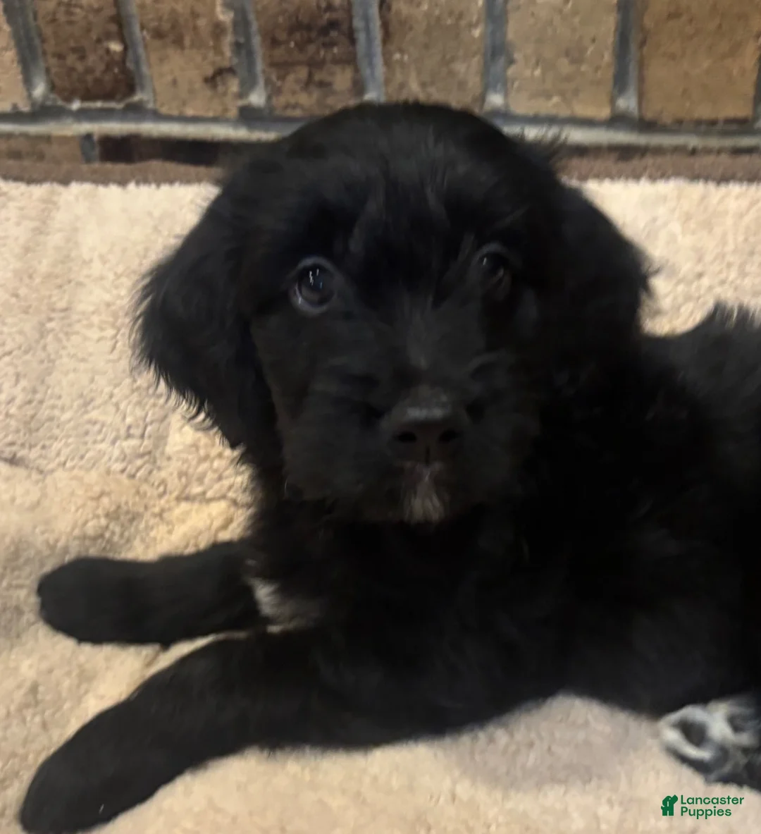 Mixed Breed dogs for sale: Golden Bernedoodles - Ad 11
