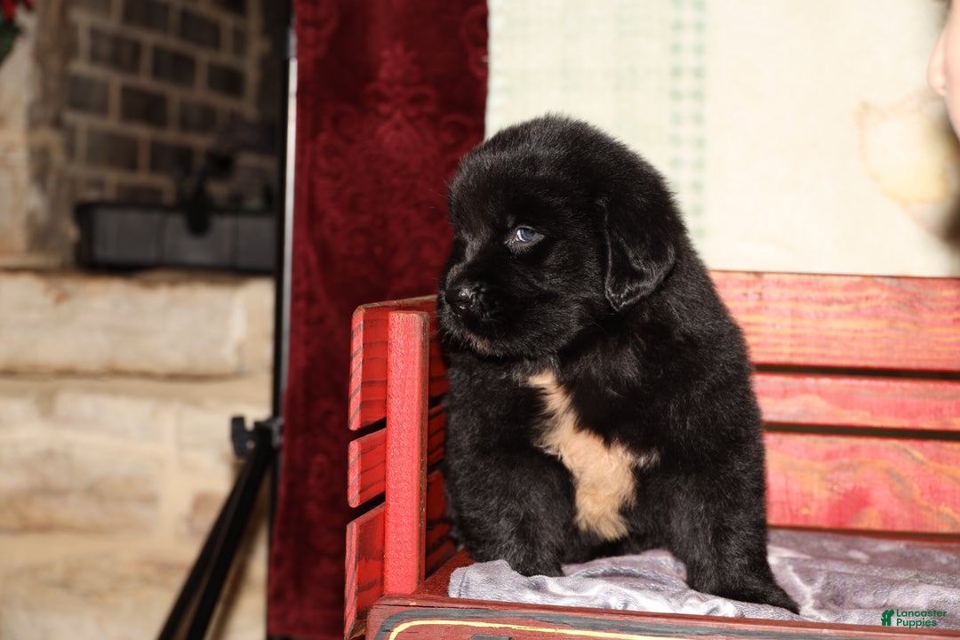 Newfoundland dogs for sale: Raven - Ad 7