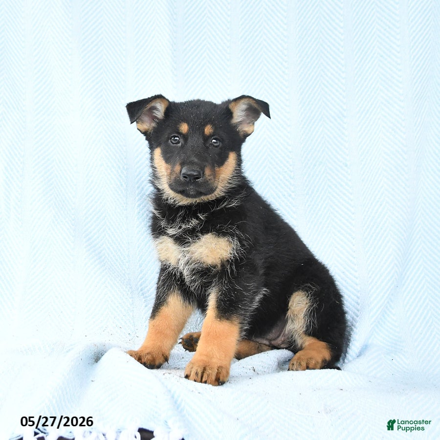 German Shepherd dogs Piper - Ad 2