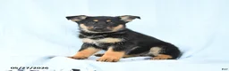 German Shepherd dogs for sale: Piper - Ad 2