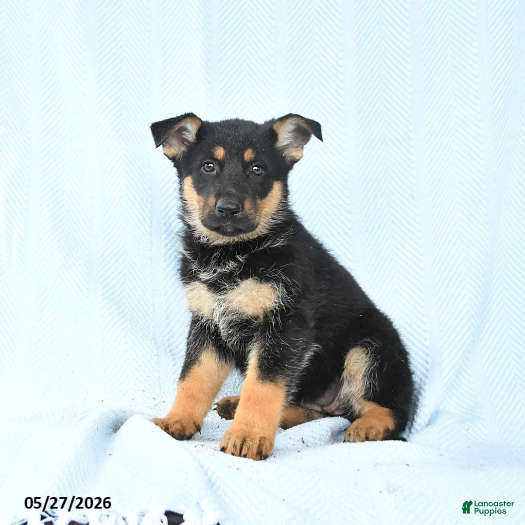 German Shepherd dogs for sale: Piper - Ad 2
