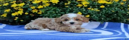 Pomeranian dogs for sale: Kyler - Ad 3