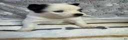 Pomsky dogs for sale: Patrick aka P - Ad 5