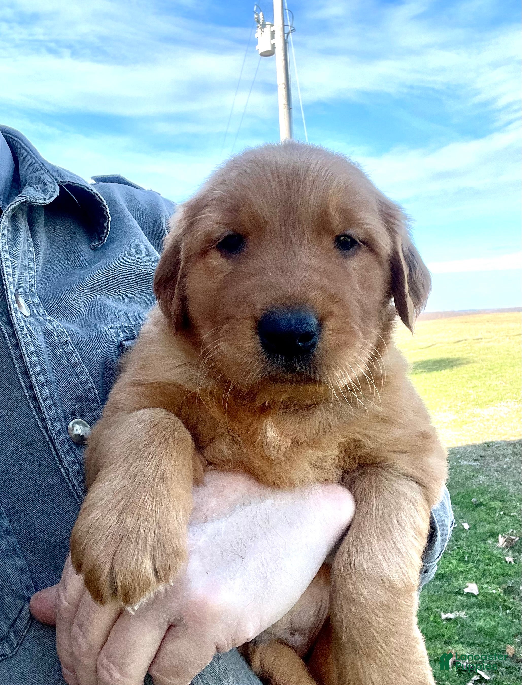 Golden Retriever dogs Duke - Ad 1