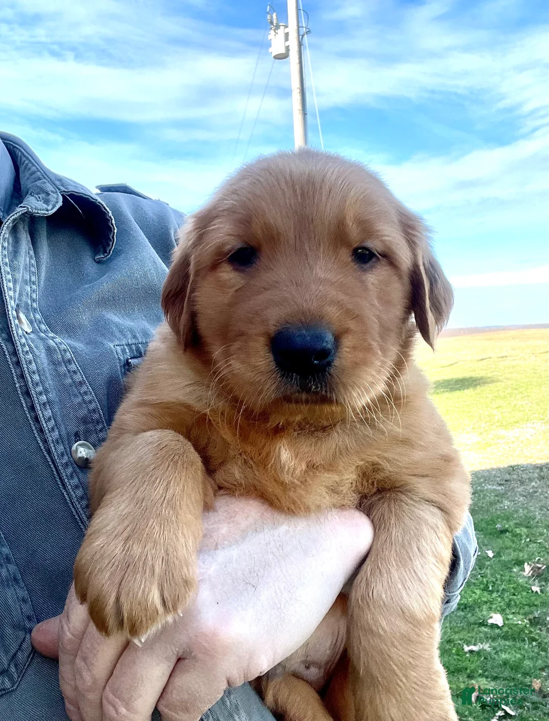 Golden Retriever dogs for sale: Duke - Ad 1