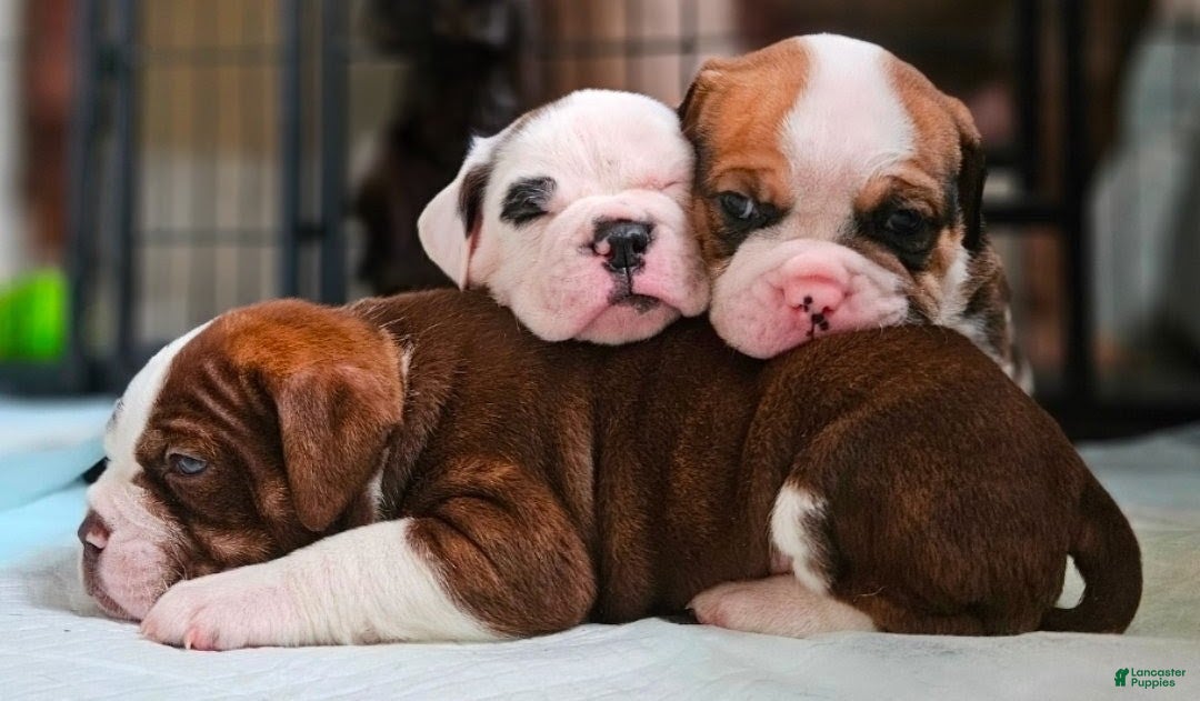 Olde English Bulldogge dogs Cheddar FEMALE - Ad 2