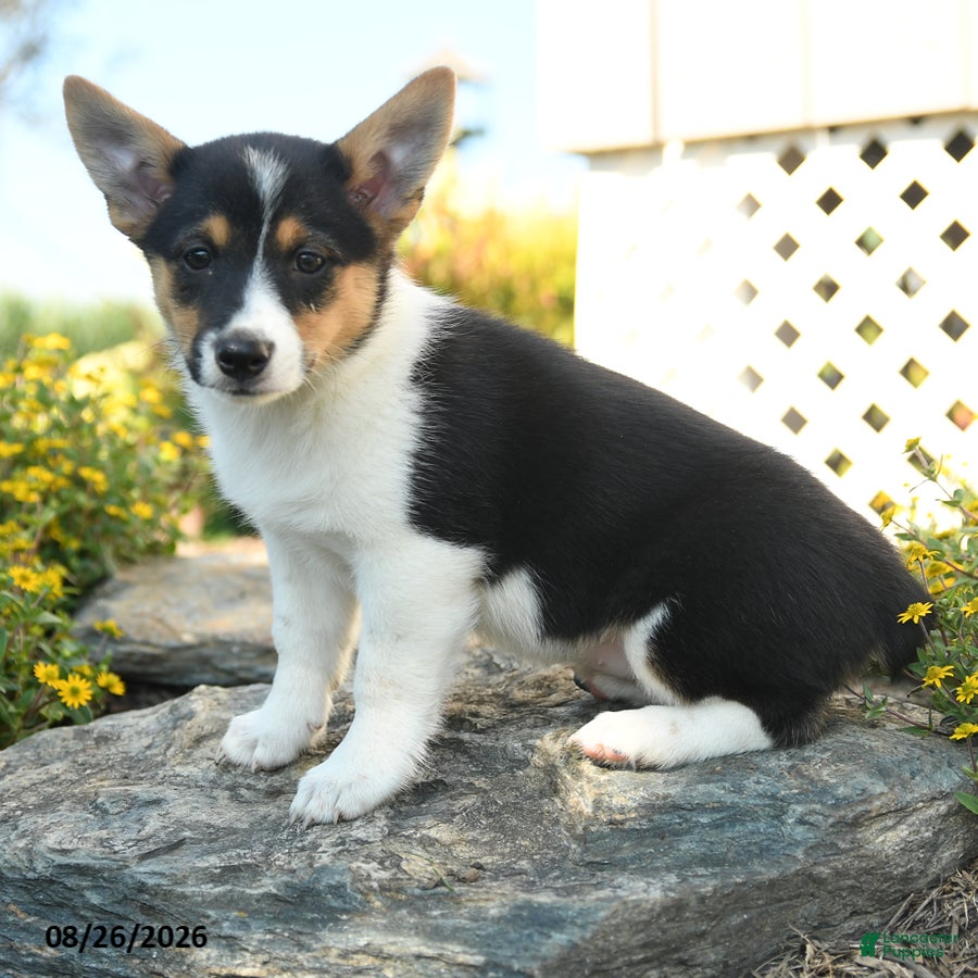 Welsh Corgi Pembroke dogs Chloe - Ad 1