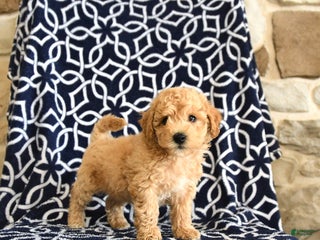 Bichpoo dogs - Ad 12