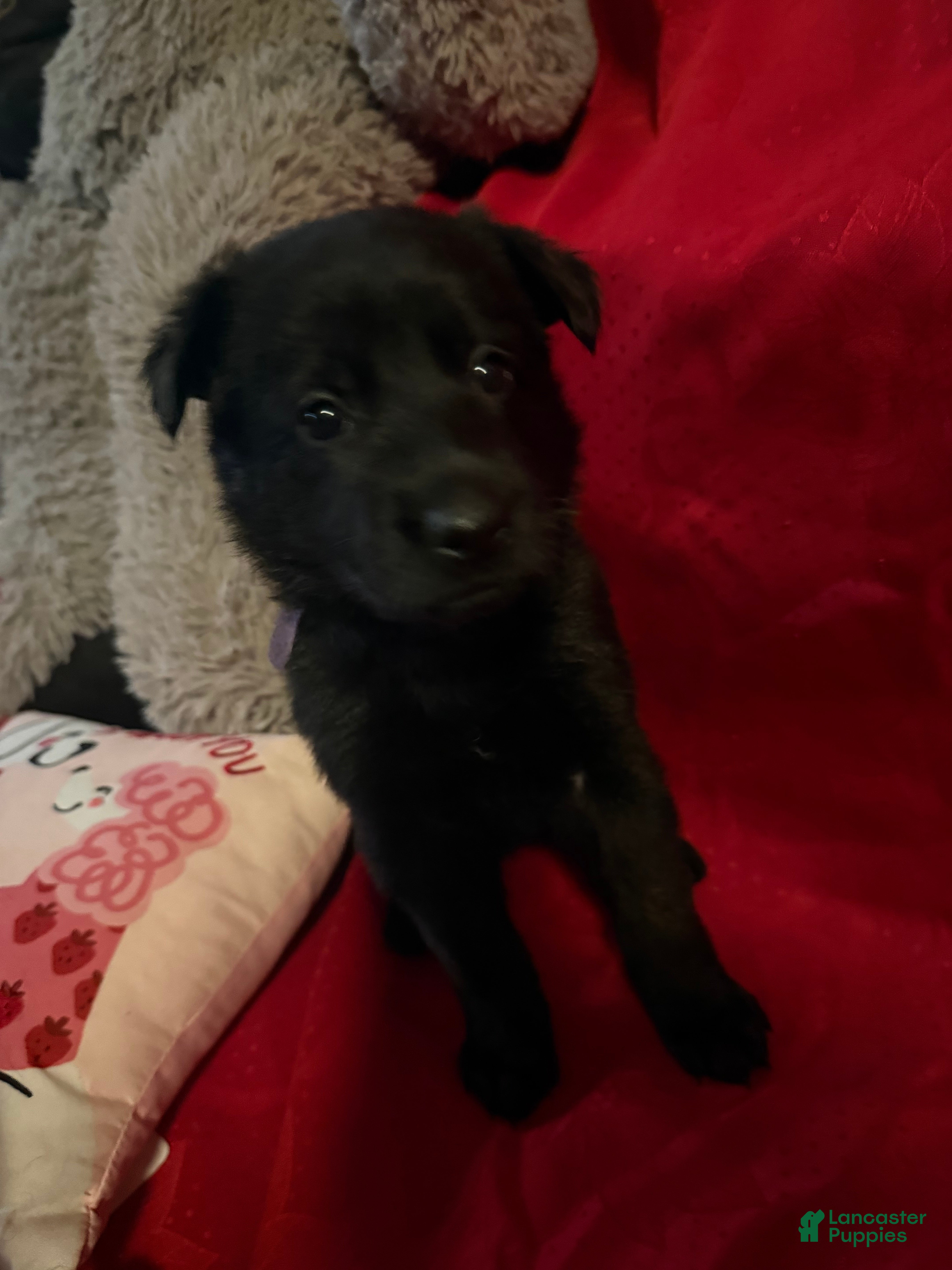 German Shepherd dogs Freya - Ad 31