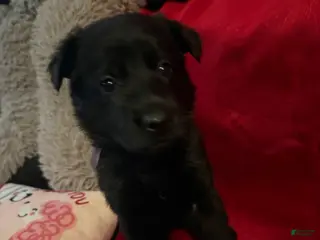 German Shepherd dogs Freya - Ad 31