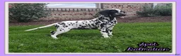 Dalmatian dogs for sale: Spot Female AKC Dalmatian  - Ad 1