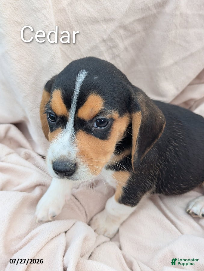 Beagle dogs Cedar - Ad 5