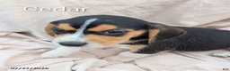 Beagle dogs for sale: Cedar - Ad 1