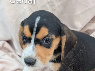 Beagle dogs Cedar - Ad 5