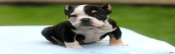 American Bully dogs for sale: Black Tri Male - Ad 4