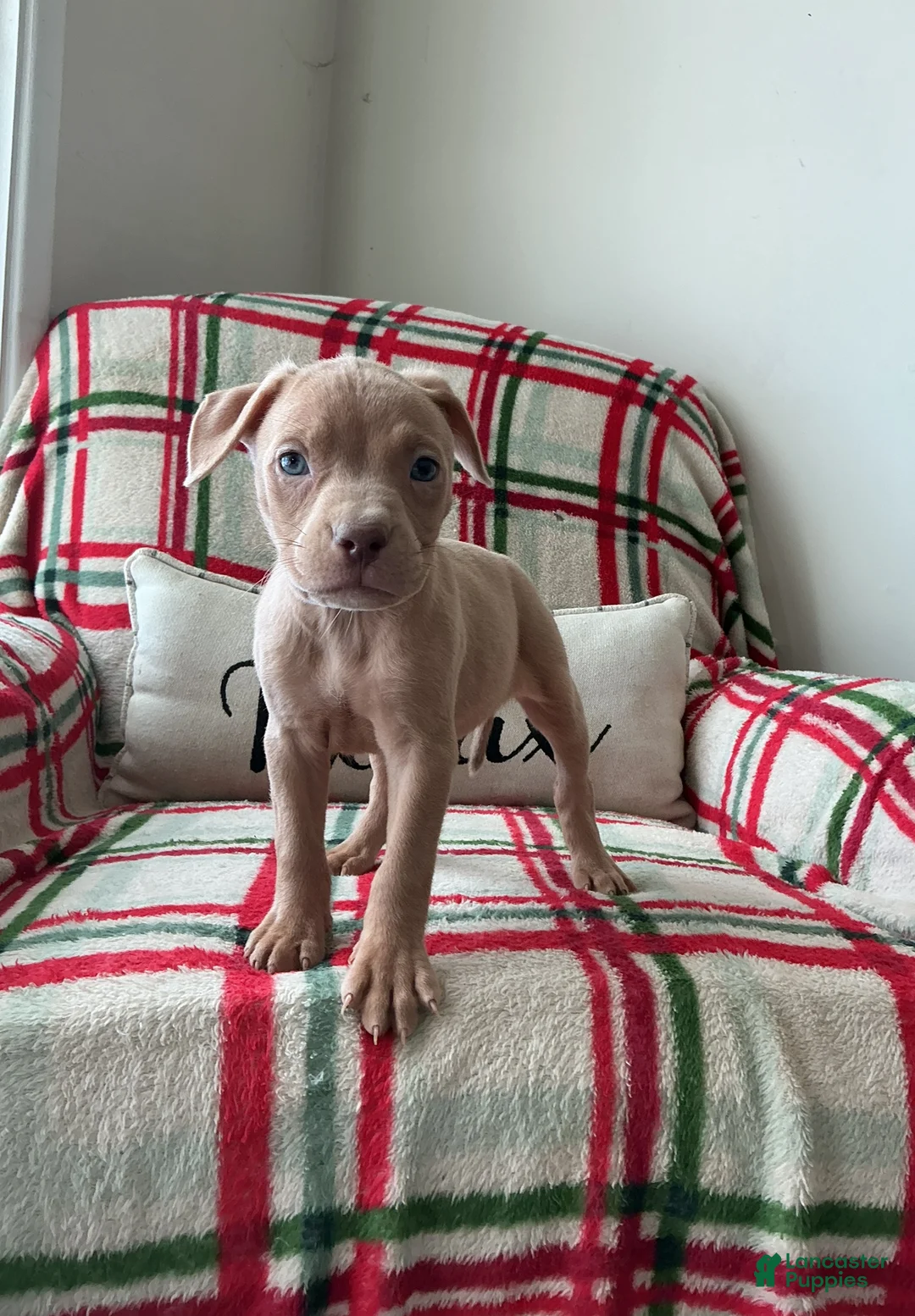 American Bully dogs for sale: Lucy - Ad 2