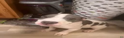 American Pit Bull Terrier dogs for sale: American Pit Bull Terrier 1 - Ad 3