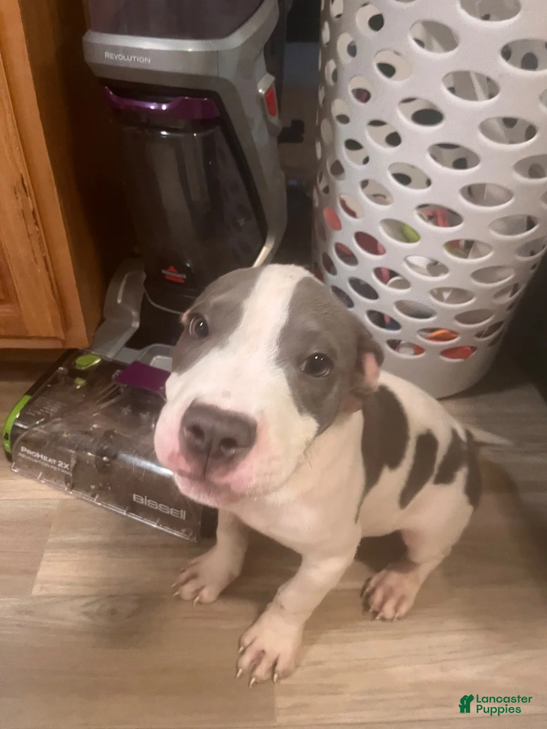 American Pit Bull Terrier dogs for sale: American Pit Bull Terrier 1 - Ad 3