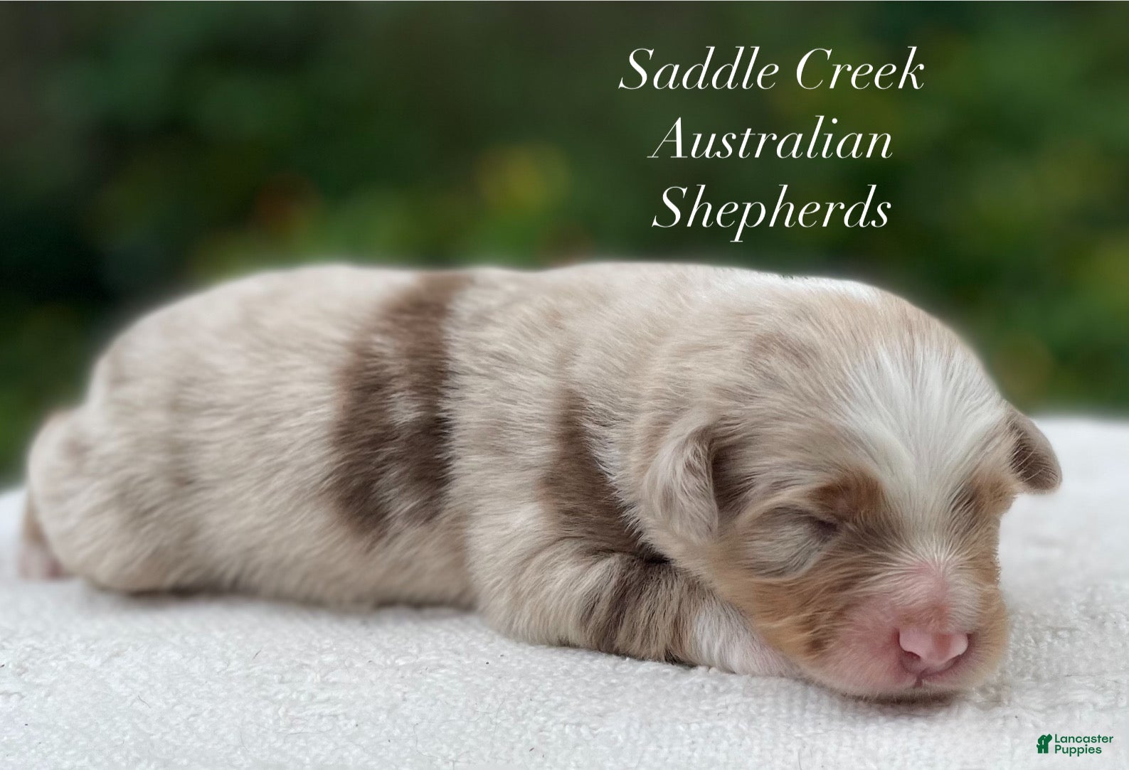 Australian Shepherd dogs Australian Shepherd 2 - Ad 2
