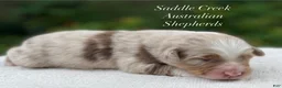 Australian Shepherd dogs for sale: Australian Shepherd 2 - Ad 2