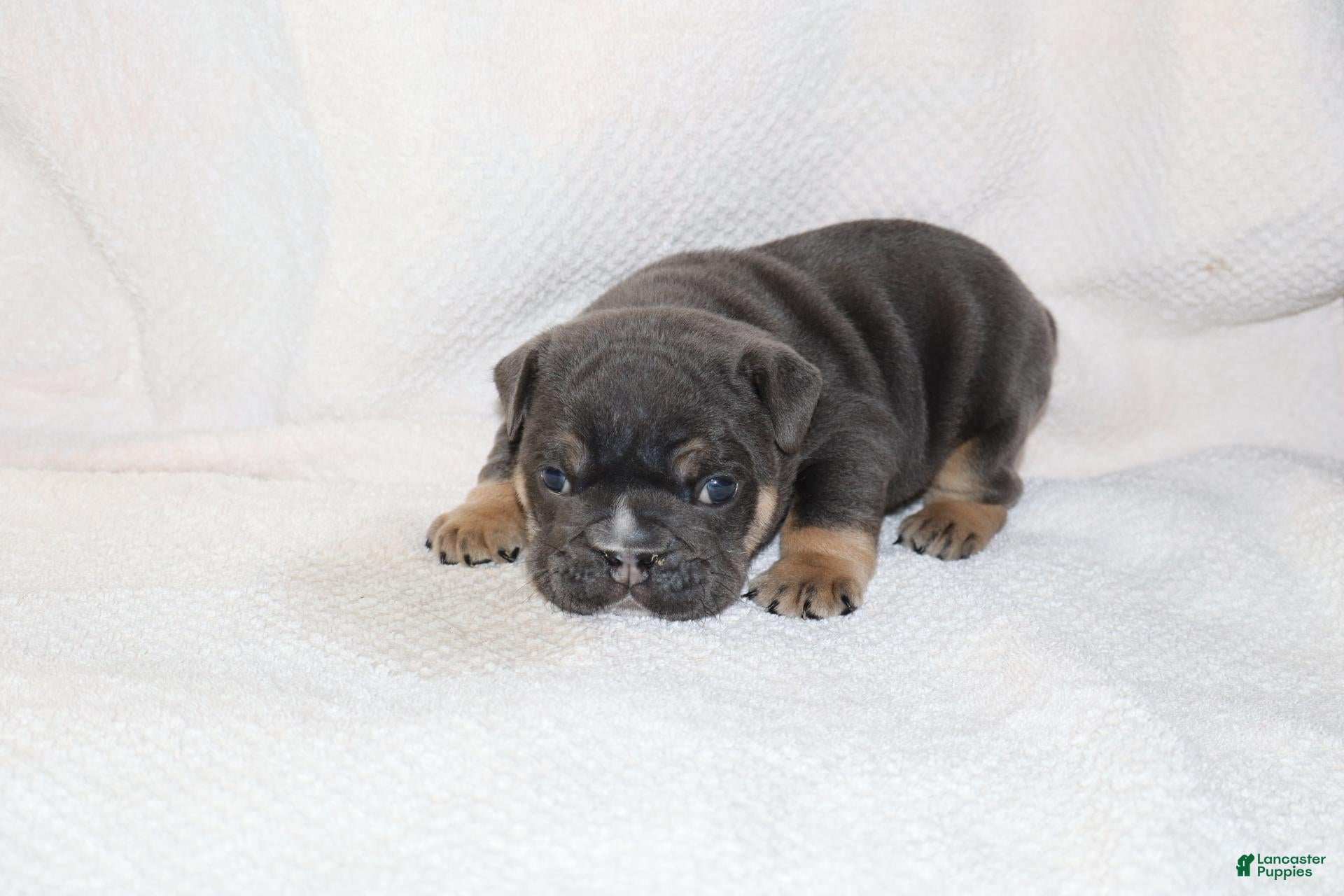 English Bulldog dogs Oscar - Ad 1