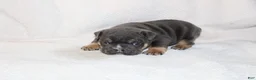 English Bulldog dogs for sale: Oscar - Ad 1