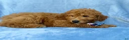 Mini Goldendoodle dogs for sale: Dash - Ad 3