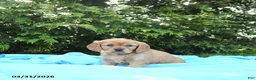 Miniature Golden Retriever dogs for sale: Jane - Ad 1