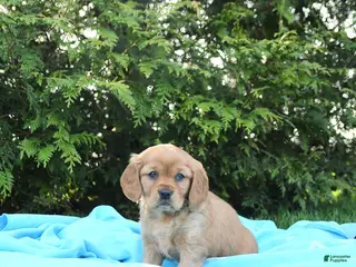 Miniature Golden Retriever dogs for sale: Jane - Ad 2