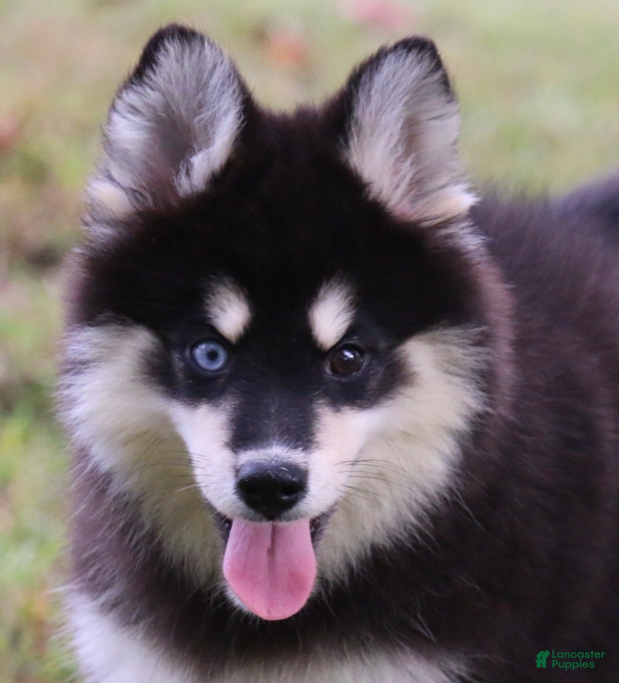 Pomsky dogs Sylveon - Ad 2