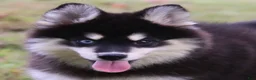 Pomsky dogs for sale: Sylveon - Ad 2