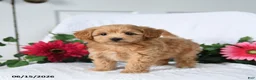 Maltipoo dogs for sale: Kylie - Ad 3