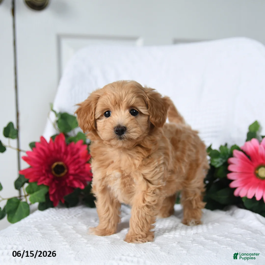 Maltipoo dogs for sale: Kylie - Ad 3