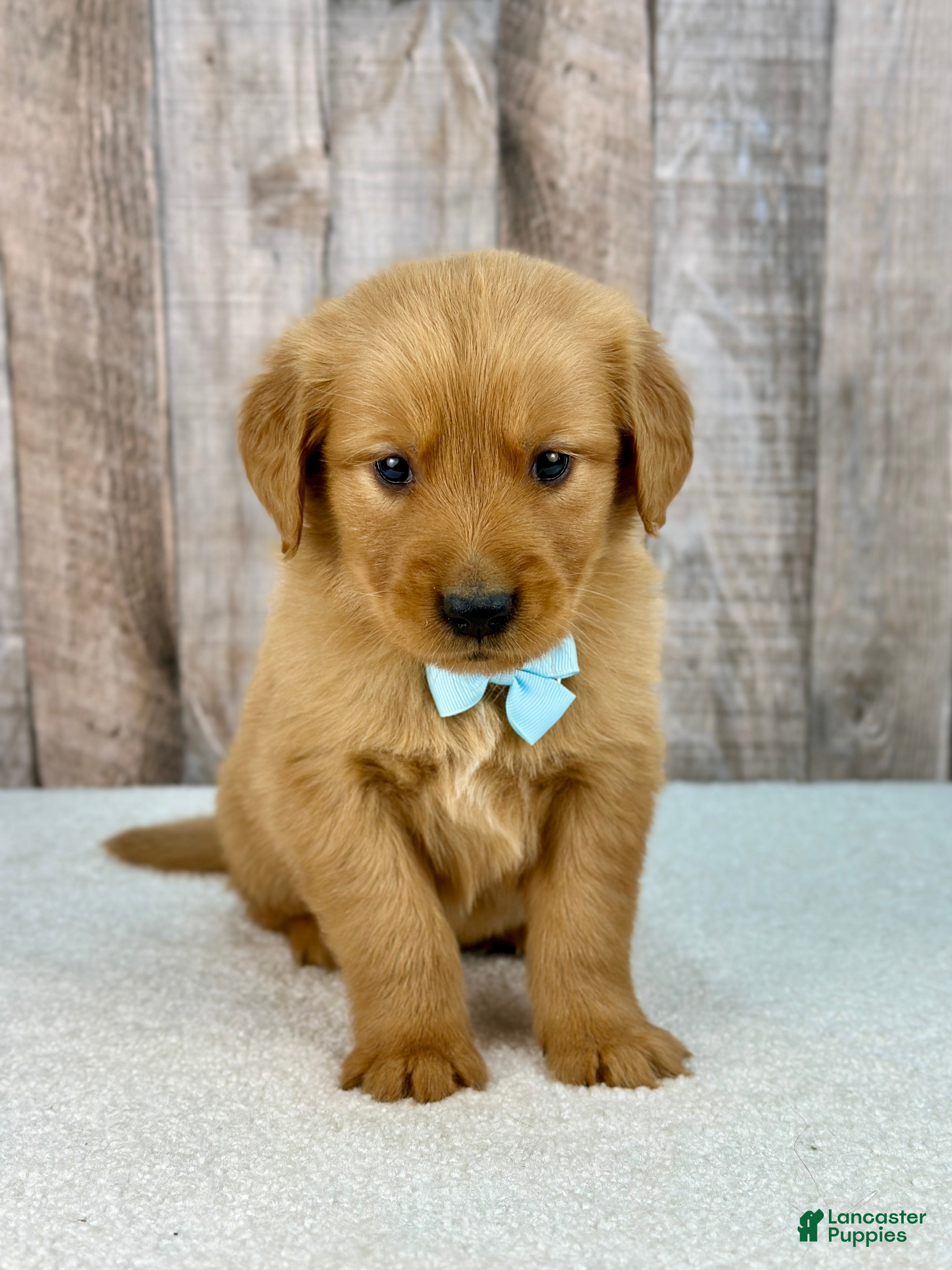 Golden Retriever dogs Bubba - 6238 - Ad 1