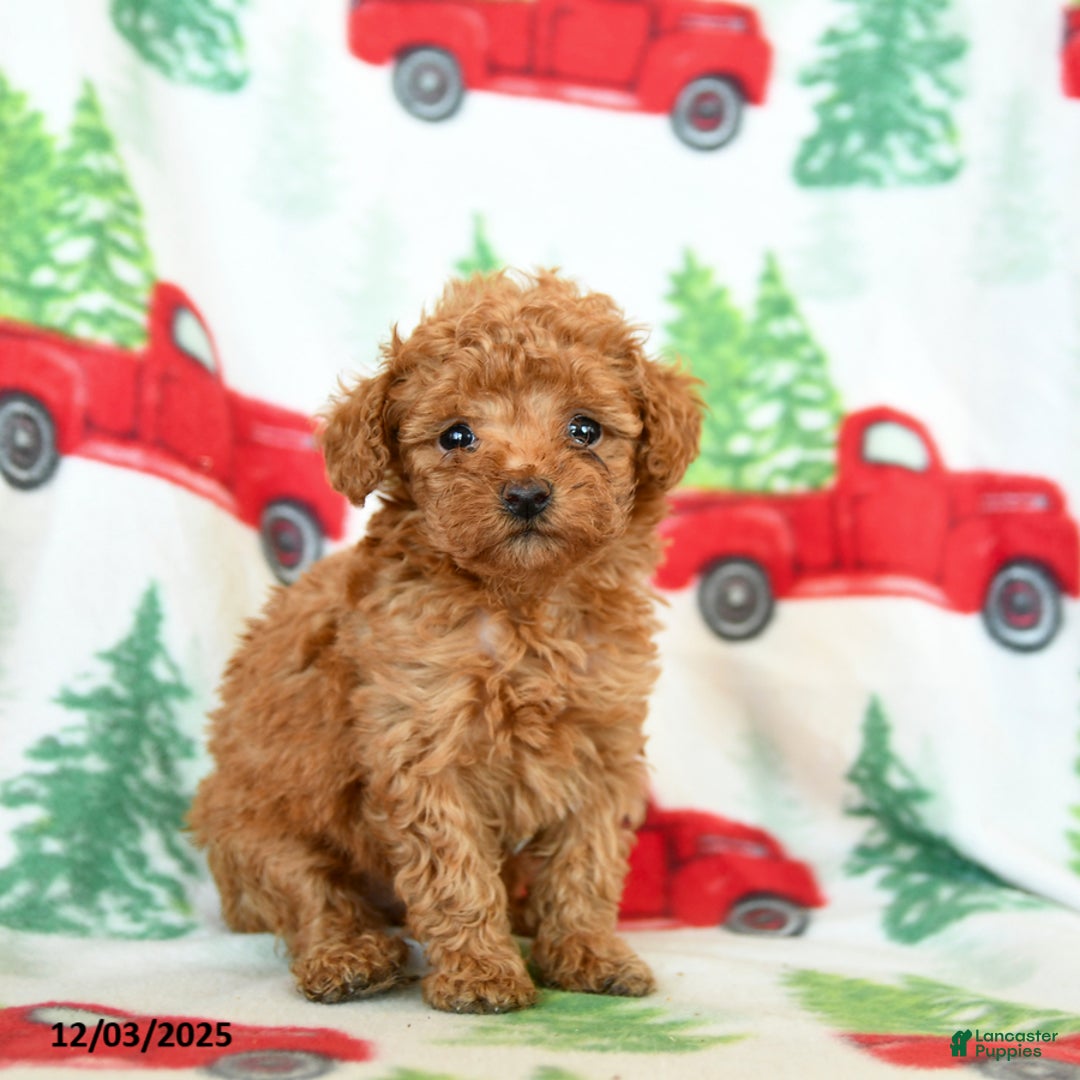 Toy Poodle dogs for sale: Vanilla - Ad 3