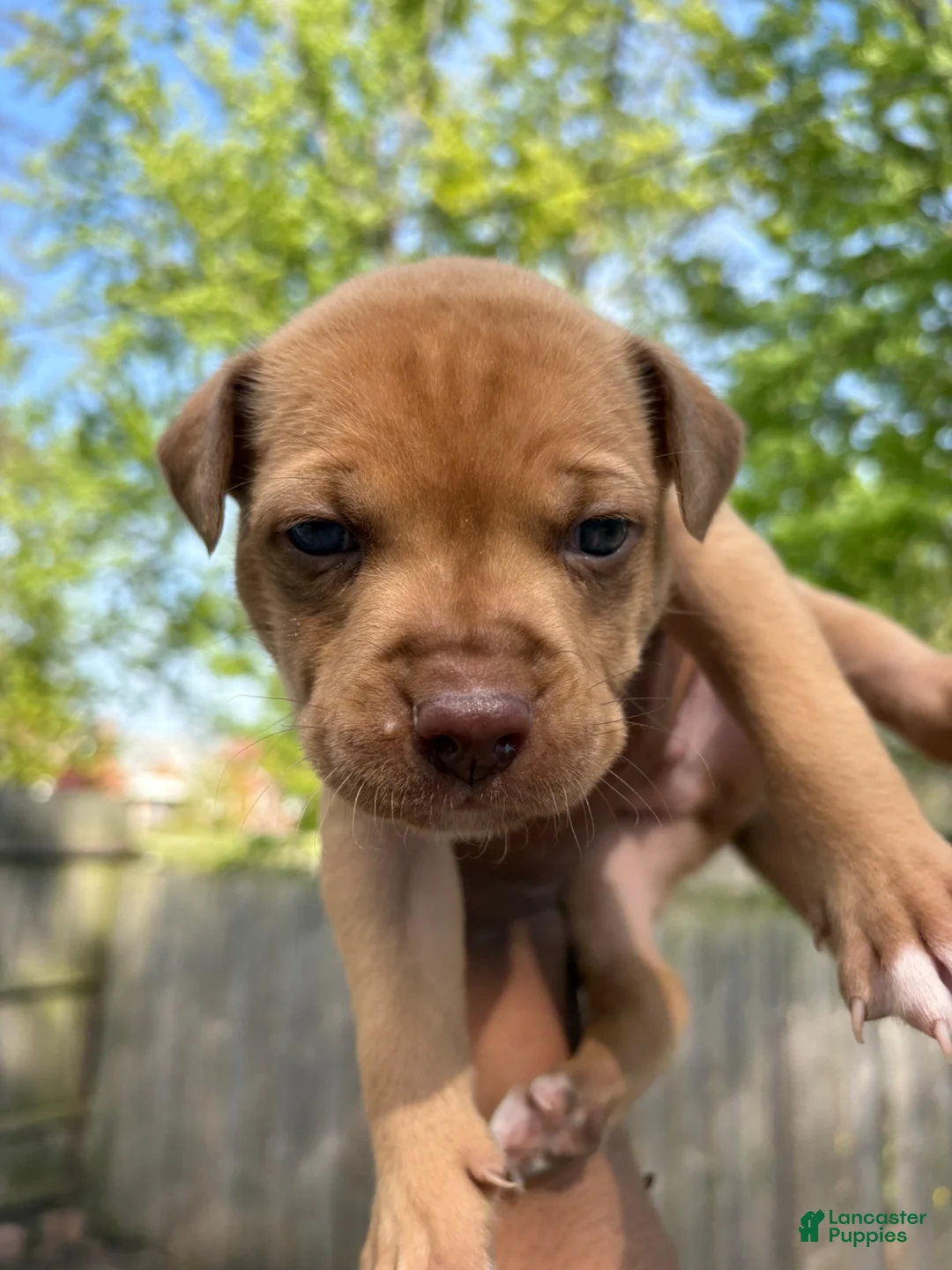 Pitsky dogs for sale: Pitsky Puppy 2 - Ad 5