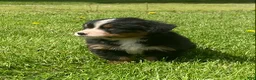 Bernese Mountain Dog dogs for sale: Cassie  - Ad 3