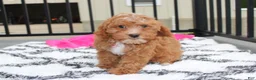 Cockapoo dogs for sale: Felicity  - Ad 10