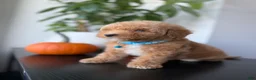 Toy Poodle dogs for sale: Gucci - Ad 4