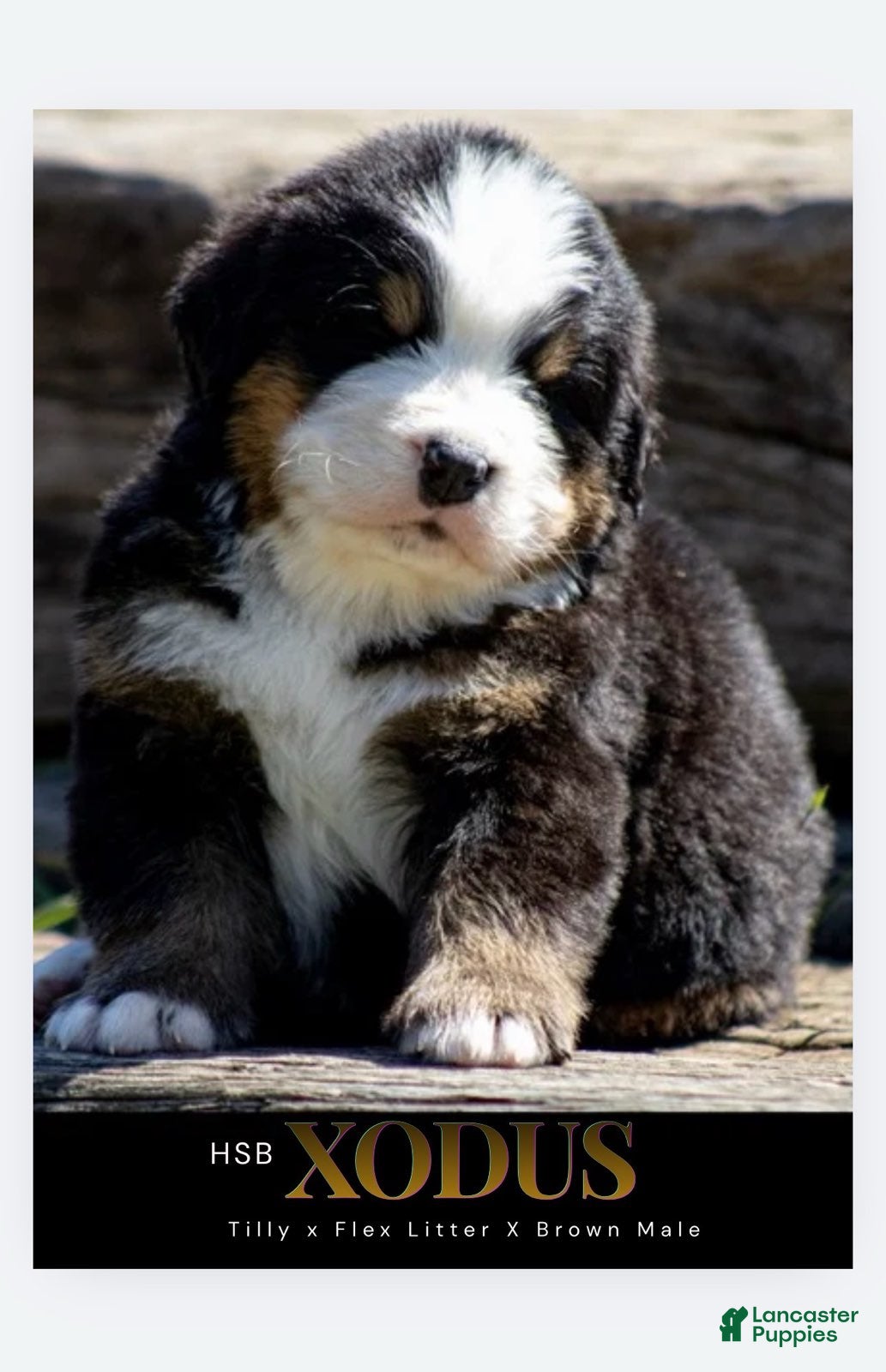 Bernese Mountain Dog dogs Bernese Mountain Dog Male 3 - Ad 22