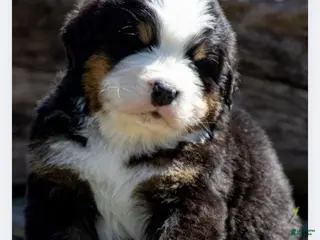 Bernese Mountain Dog dogs Bernese Mountain Dog Male 3 - Ad 22