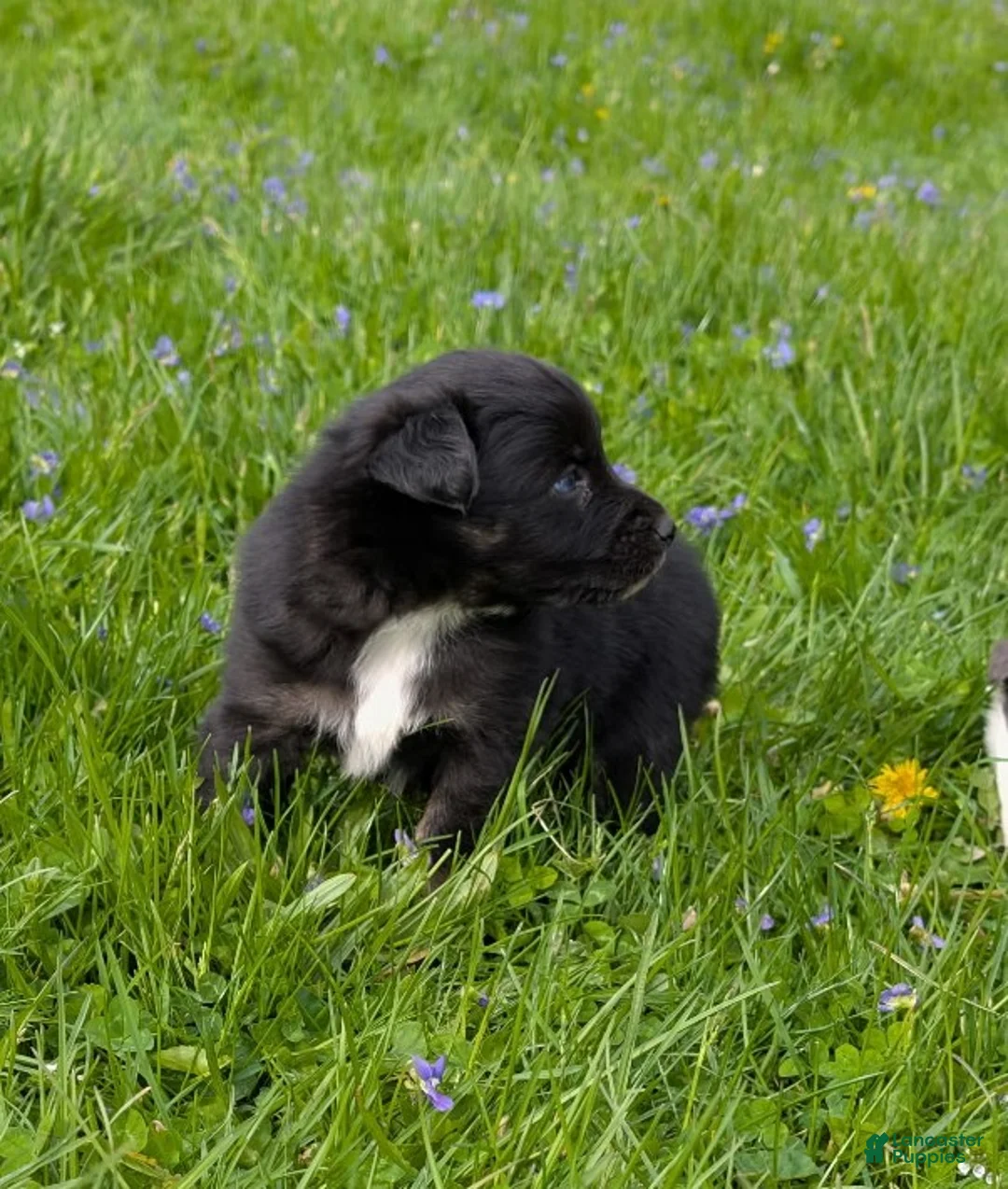 Australian Shepherd dogs for sale: Domino blue eyes - Ad 13