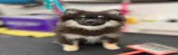Pomeranian dogs for sale: Junior - Ad 5