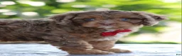 Cavapoo dogs for sale: Oliver - Ad 6