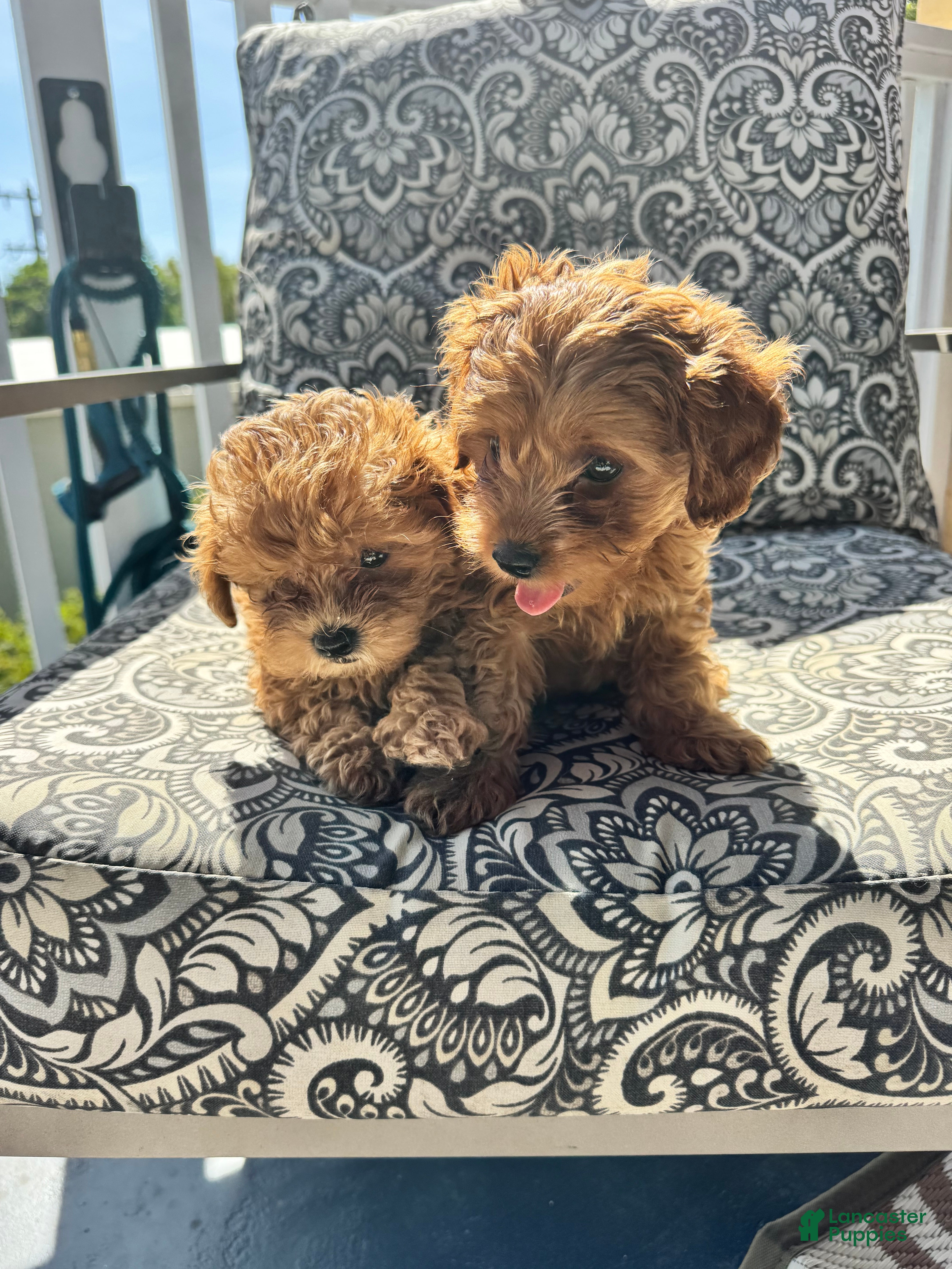 Mixed Breed dogs Mixed Breed Puppy 2 - Ad 11