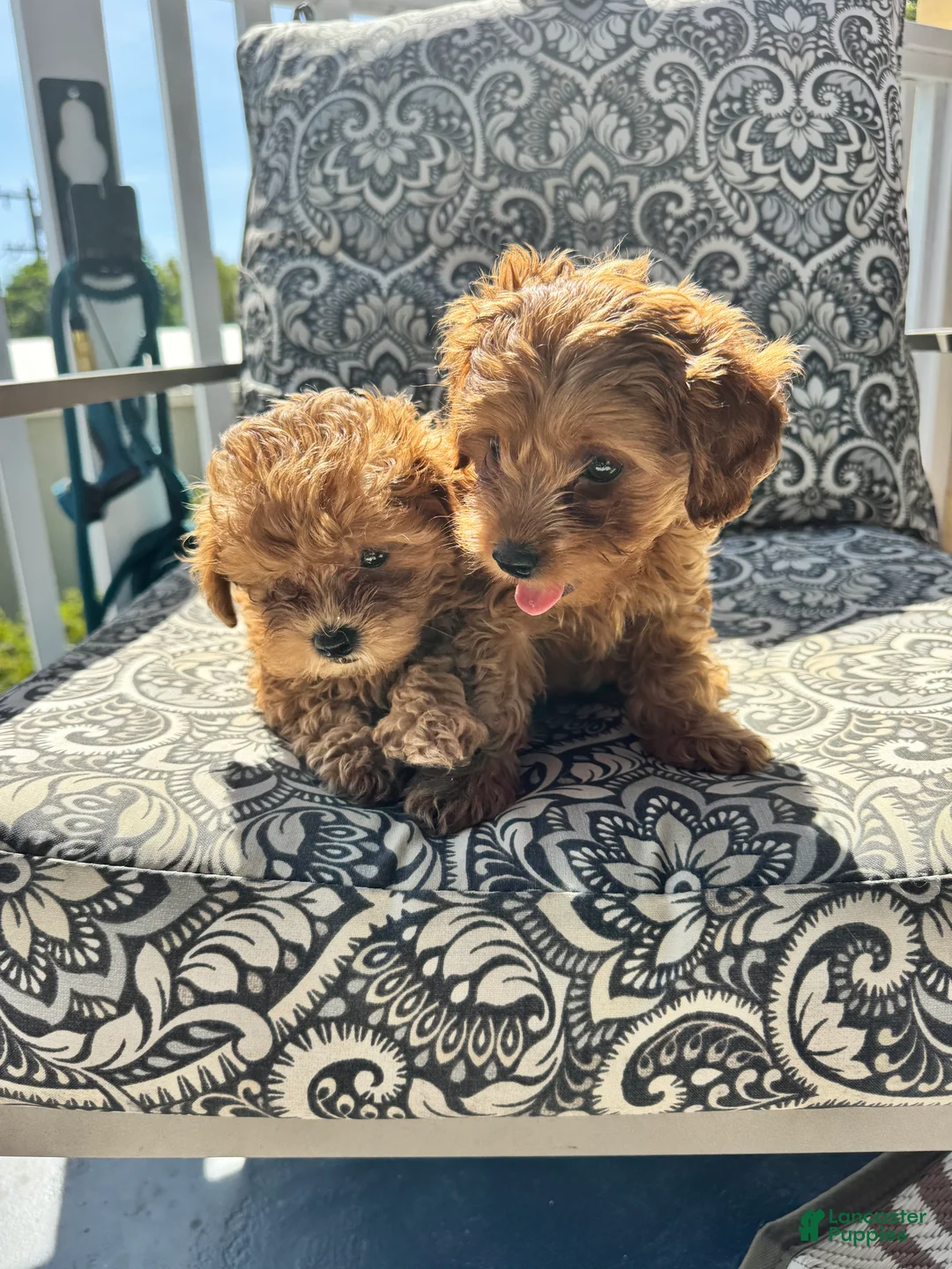 Mixed Breed dogs for sale: Mixed Breed Puppy 2 - Ad 1