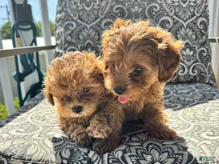 Mixed Breed dogs Mixed Breed Puppy 2 - Ad 5