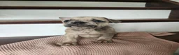 French Bulldog dogs for sale: Daisy  - Ad 3