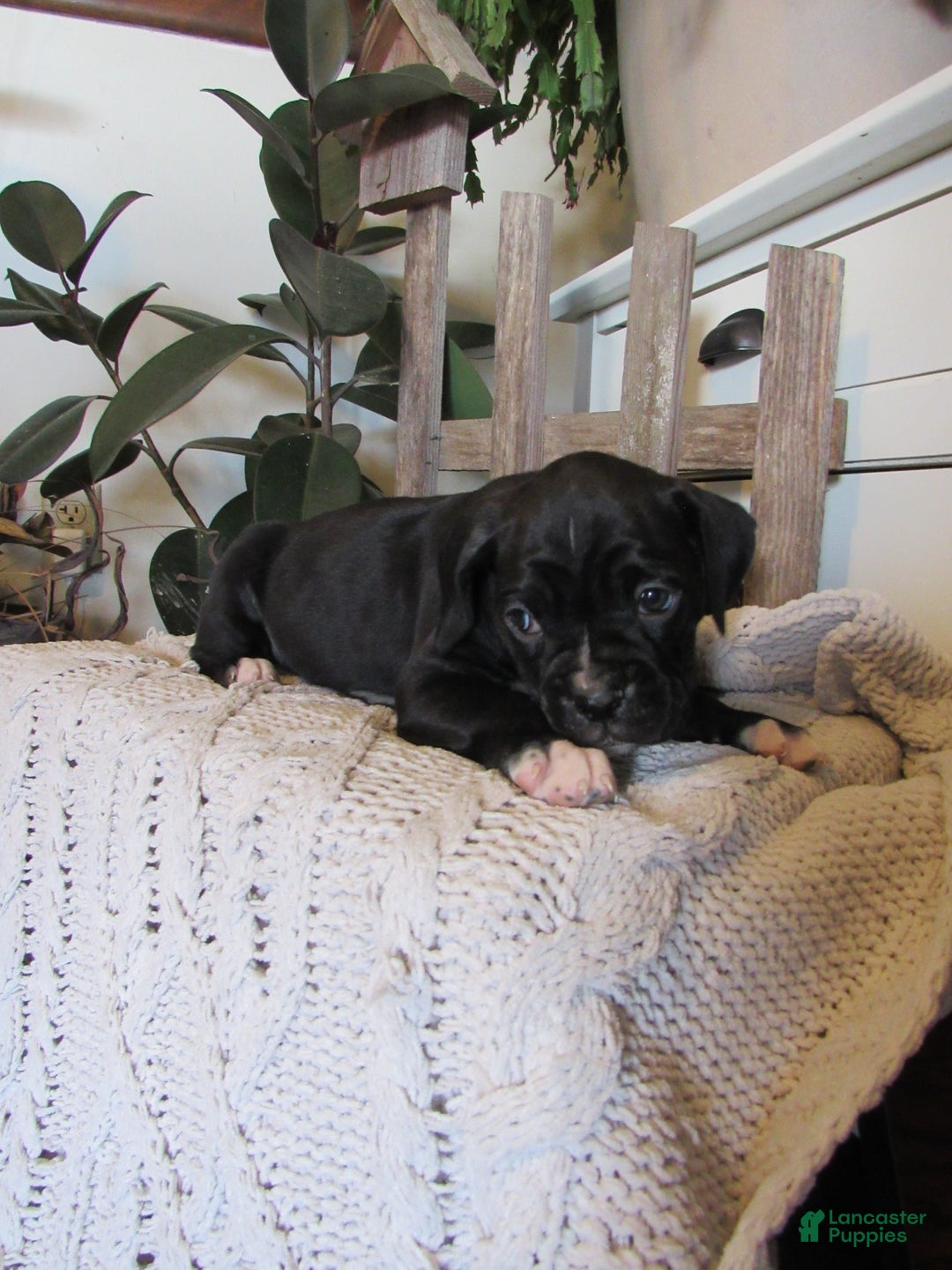 Boxer dogs for sale: Patsy - Ad 3